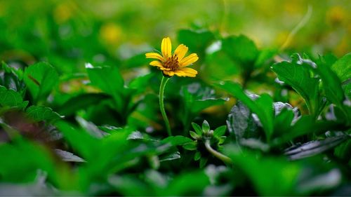 Close-up of flowering plant on field