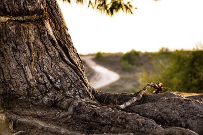 Close-up of tree trunk