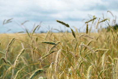 Ripening ears of wheat in a field against a rainy sky. harvest, food security. selective focus.
