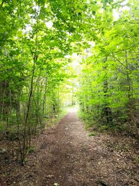 Footpath amidst trees in forest