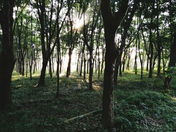 Trees in forest