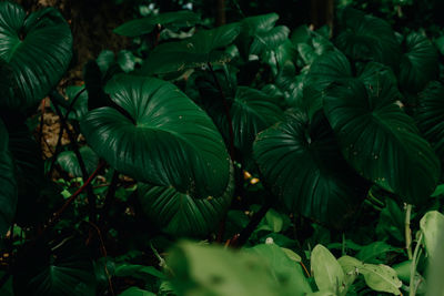 Close-up of fresh green leaves