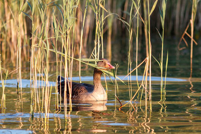 View of duck swimming in lake