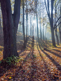 Trees growing in forest during autumn