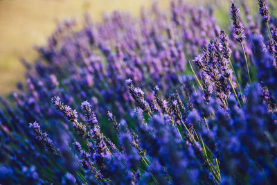 Close-up of purple flowering plants on field