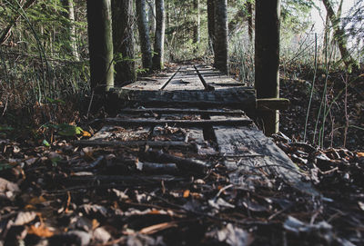 Surface level of railroad track in forest