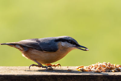 Close-up of bird eating