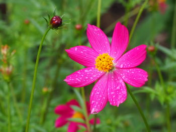 Close-up of pink flower