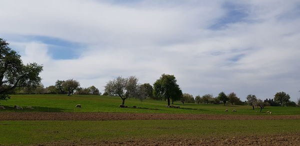 View of trees on field against sky