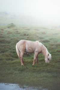 Sheep grazing on field