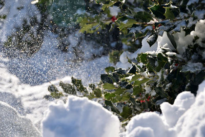 Close-up of snow covered plants