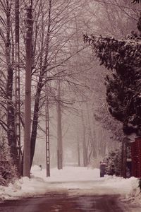 Road amidst bare trees during winter
