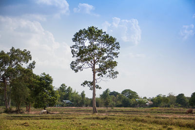 Trees on field against sky