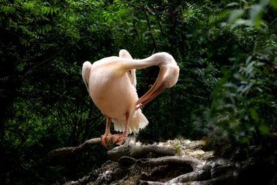 Close-up of bird perching on a tree