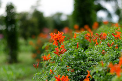 Close-up of orange marigold flowers