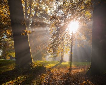 Trees in forest during autumn