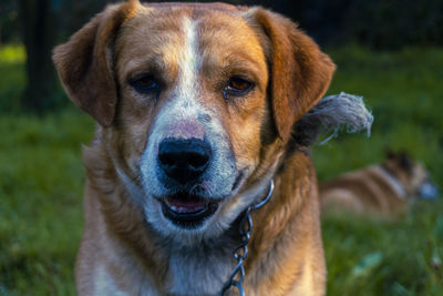 Close-up portrait of dog on field