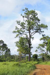 Tree on field against sky