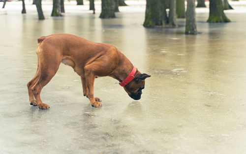 Dog boxer on ice reaches for rood in the park