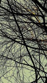 Low angle view of bare tree against sky