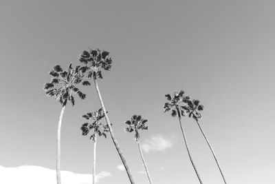 Low angle view of coconut palm tree against clear sky