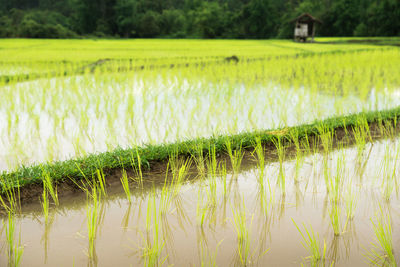 Scenic view of agricultural field