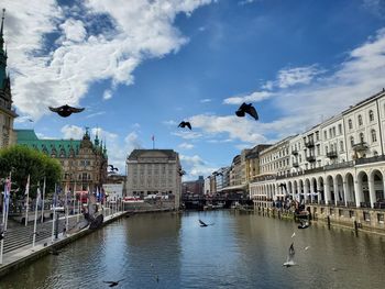 Birds flying over canal in city