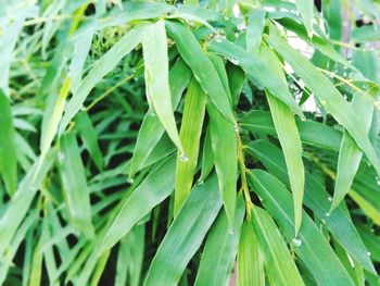 Close-up of wet plant