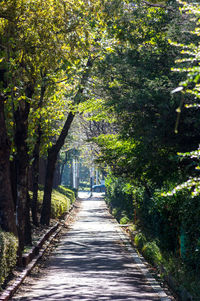 Footpath amidst trees in forest