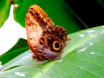 Close-up of butterfly on leaf