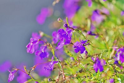 Close-up of purple flowering plant