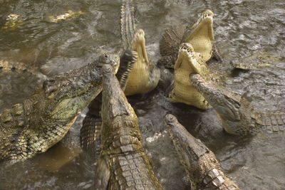 Close-up of crocodile in water