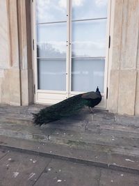 Side view of a bird on window