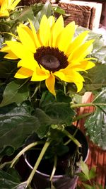 Close-up of yellow flower