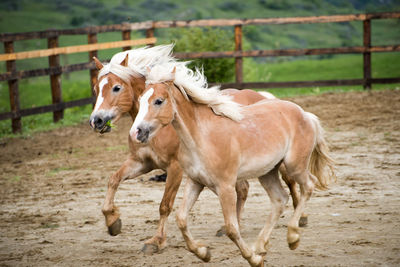 Horse running on field