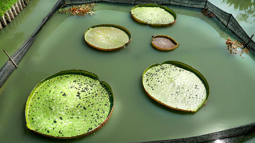 Large water lily leaves in the pond