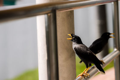 Close-up of bird perching on railing