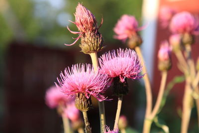 Close-up of pink flowers