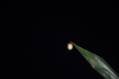 Close-up of leaf against black background