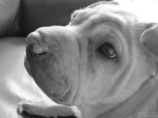 Close-up portrait of a dog