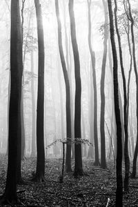 Trees in forest