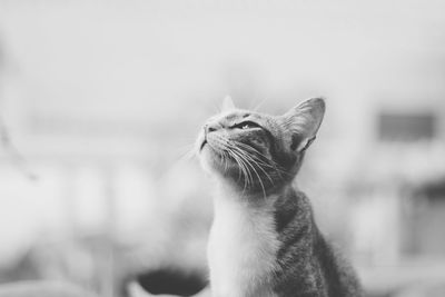 Close-up of a cat looking away