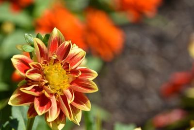 Close-up of yellow flower blooming outdoors