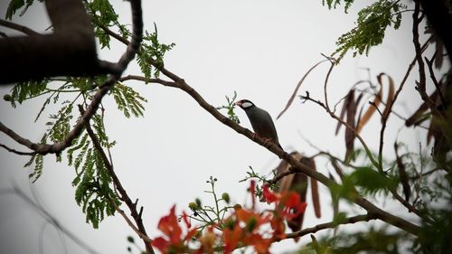 Low angle view of bird perching on branch against sky