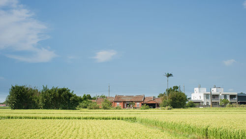 Scenic view of agricultural field against sky