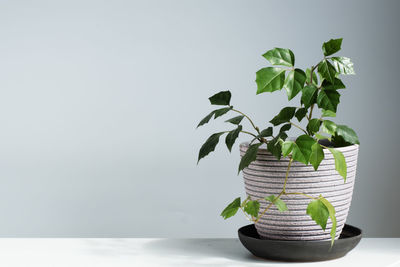 Close-up of potted plant on table against wall