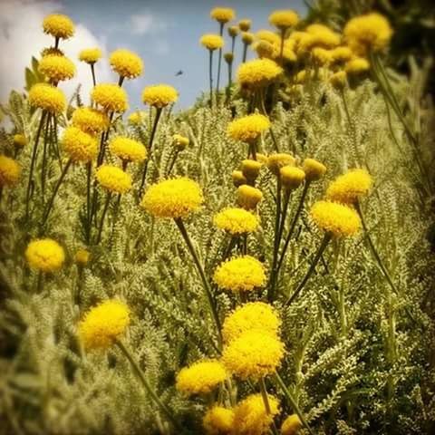 CLOSE-UP OF YELLOW FLOWERS BLOOMING IN FIELD