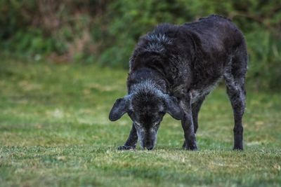 Black dog on field