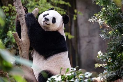 Portrait of panda standing by tree