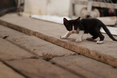 Portrait of cat sitting on floor